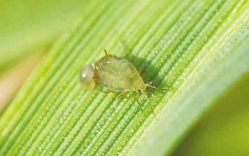 Glance-N-Go App the Best Tool for Aphid Infestation