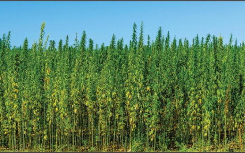 Interim Study Ordered on Hemp Production