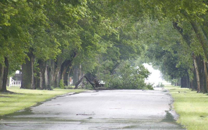 Strong winds and gusts of hard rain Tuesday downed this tree along the shaded approach to the IOOF Cemetery. In spite of the damage, the area is basking in the abundant rain fall, an all-too infrequent visitor to Western Oklahoma.
