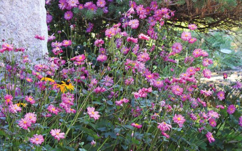 Proven Gardening Selections Revealed