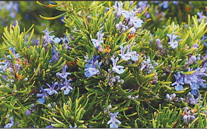 Specialty Crop Grants Now Available