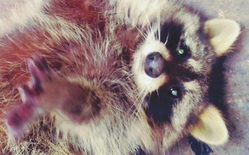 A raccoon looks up at Animal Control Officer Doug Jackson as he attempts to free it.