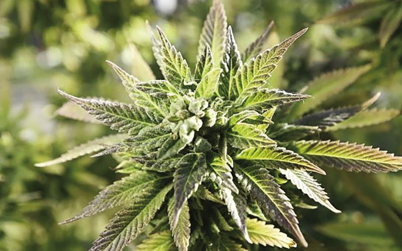 State Moves to Seize Cash From Local Pot Bust