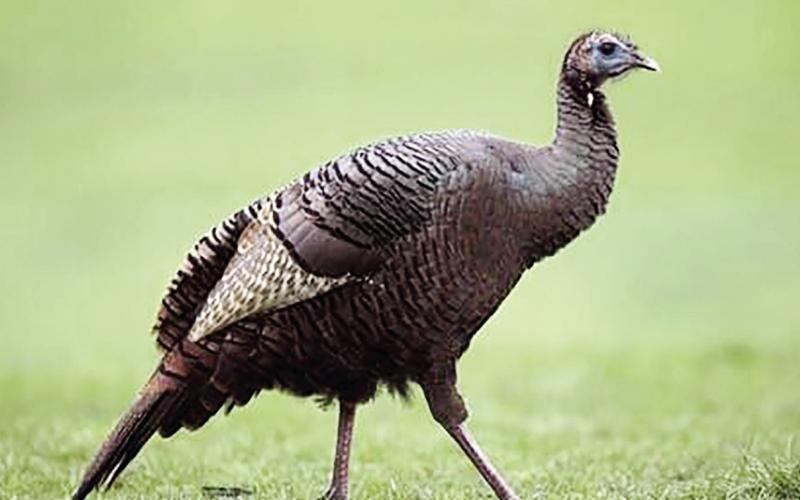 Turkey Research Underway