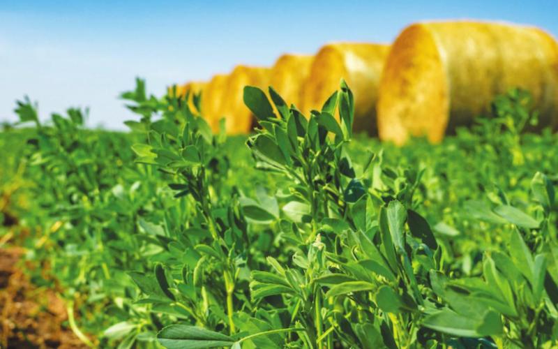 Protect Horses By Scouting Alfalfa For Blister Beetles