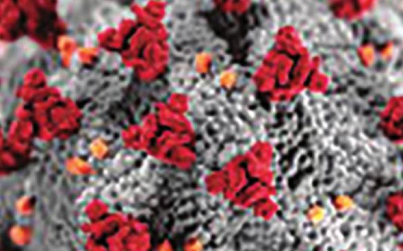Weekly Coronavirus Updates