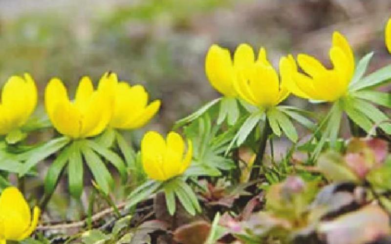 December Gardening Tips