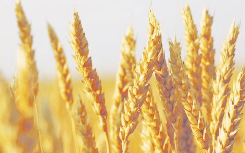 State Grain Cash Bid Prices