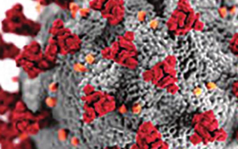 Weekly Coronavirus Updates