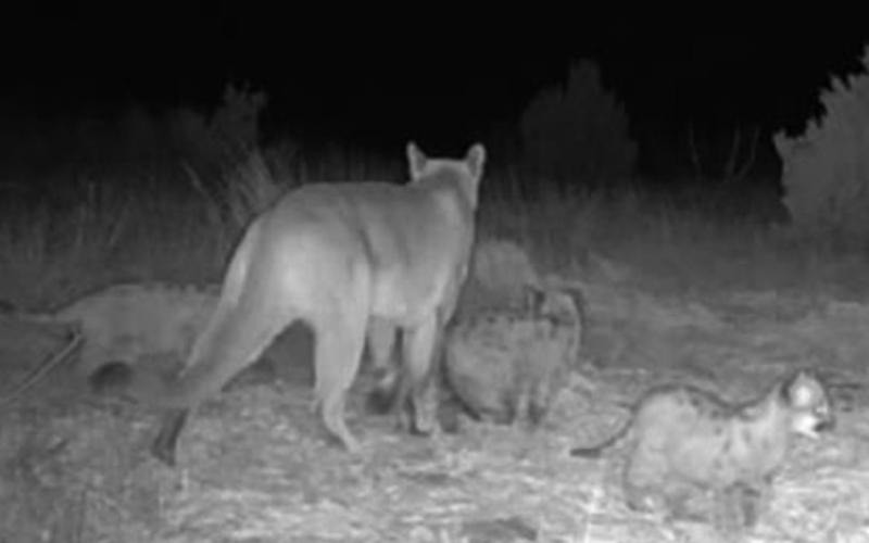 An adult mountain lion with three kittens was photographed in Oklahoma's Cimarron County in December 2024. The image was captured on a trail camera installed by the private landowner and later shared with the Wildlife Department.