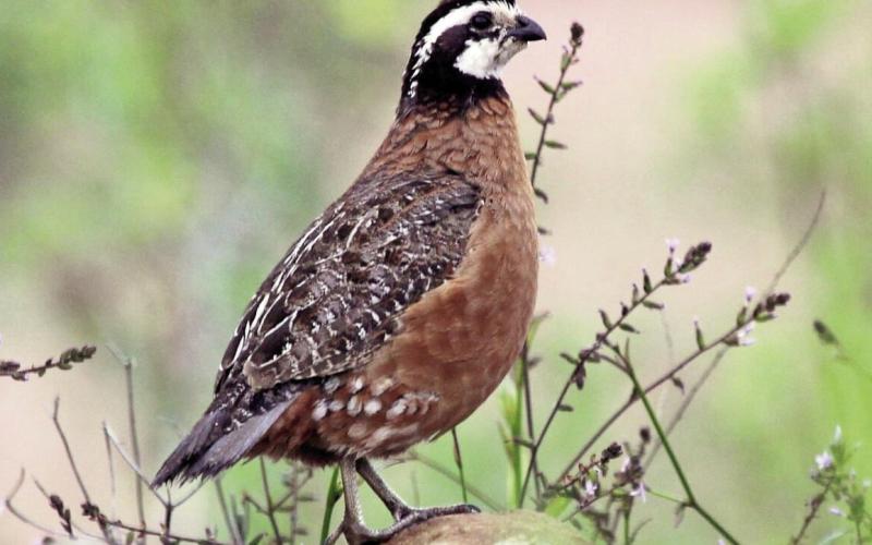 Quail Coalition Donates to Wildlife Conservation