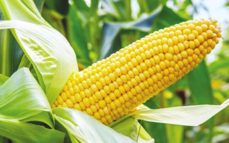 Oklahoma Corn Looking Good But Still in Need of Crop Management