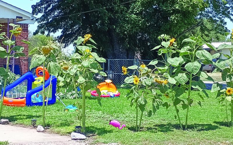 This Watonga yard is full of summer colors and fun, from the wading pool to the pink flamingos, all surrounded by summer’s trademark, the sunflower. It is enjoyed nearly every afternoon by the youngster who lives here.