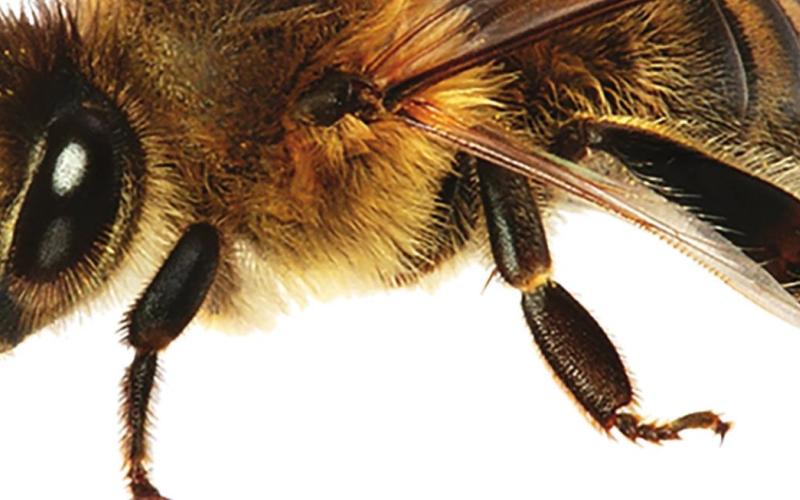 Bee-lieve It or Not