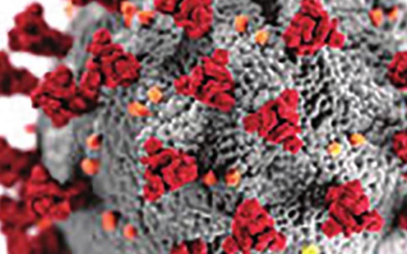 Weekly Coronavirus Updates