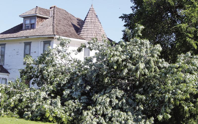 Communications, Trees Casualties of Storm