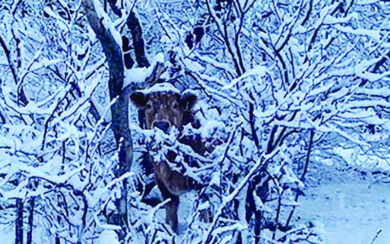 Snowy Images