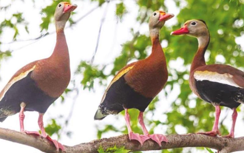 Black-bellied Whistling Ducks have reappeared in Blaine County this spring. The colorful waterfowl are more common in warm climates like Mexico but are pushing north in increasing numbers. (Photo by Terry McGraw)