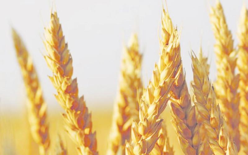 Oklahoma State Grain Cash Bid Prices