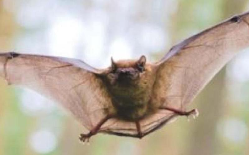 Second Rabid Bat Found in Oklahoma