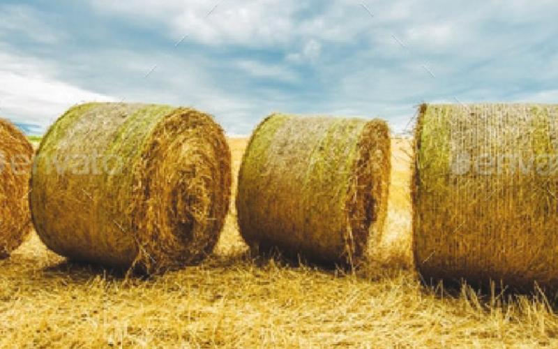 Spontaneous Combustion a Possibility with Wet Hay