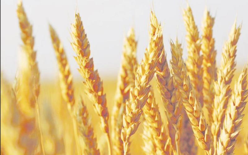State Grain Cash Bid Prices