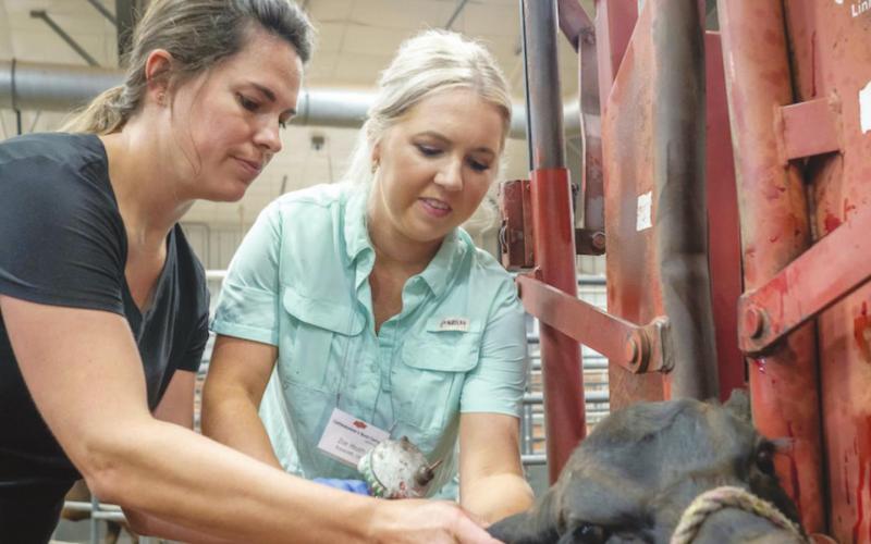 Zoe Heath places an ear tag in a calf’s ear with the supervision of OSU Extension specialist Dana Zook. Heath and her husband run a cow-calf operation in Roosevelt, Oklahoma. (Photo by Todd Johnson, OSU Agricultural Communications Services)