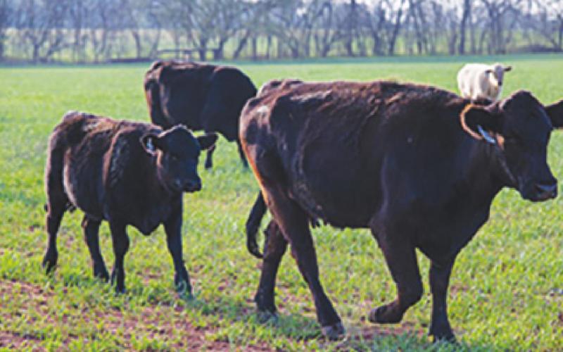 Ranchers’ Webinars Address Forage and Difficult Weather