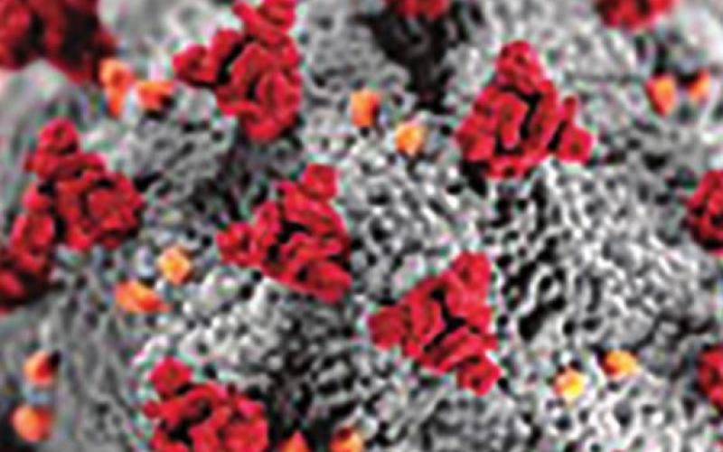 Weekly Coronavirus Updates