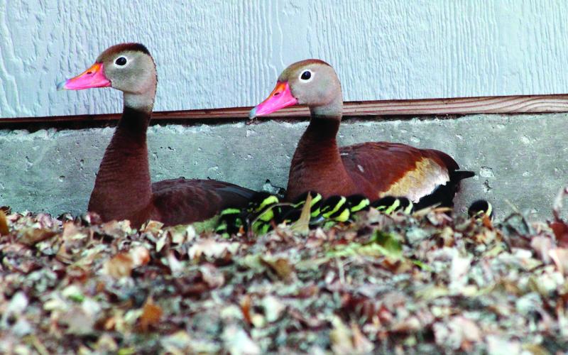 They’ve Got Their Ducks in a Row