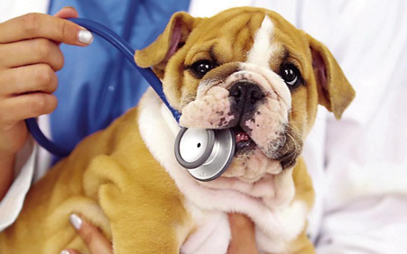 Calumet Shots Clinic Arranged