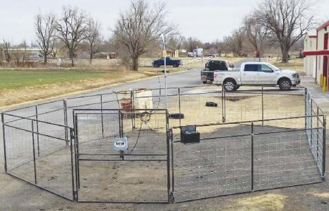 Watonga FFA Student Makes Sale with Innovative Hog Trap