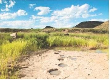 Dinosaur Track Site Closed to Public Near Black Mesa High Point Trail