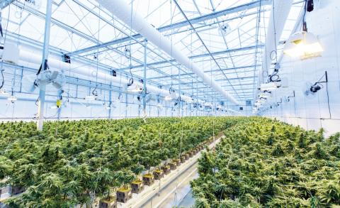 Illegal OK Pot Farms Weaken National Security