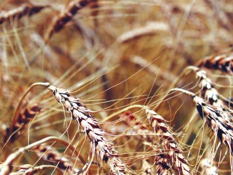 New Variety Fights Fungal Disease