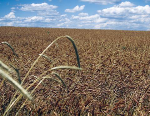 In spite of the recent wheat harvest being one of the better ones in recent years, some producers are still suffering from the effects of drought. Help is on the horizon for those farmers and ranchers.