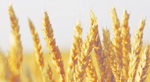 tate Grain Cash Bid Prices