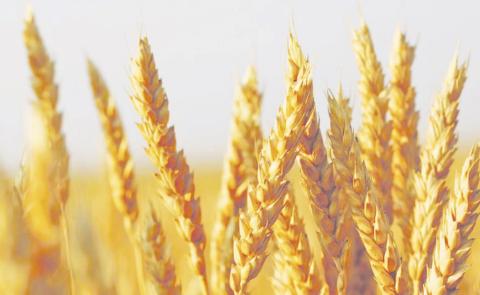 State Grain Cash Bid Prices