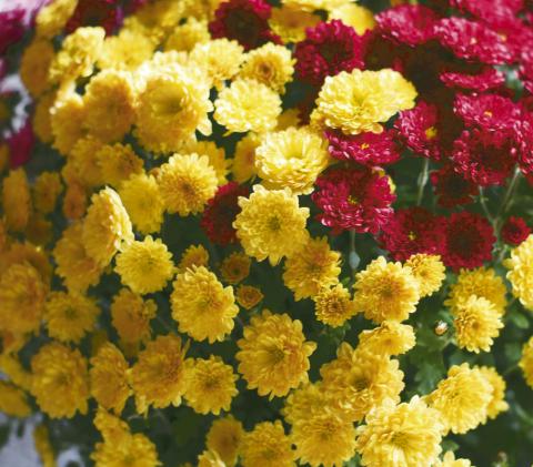 Mums the Word for Fall Decor