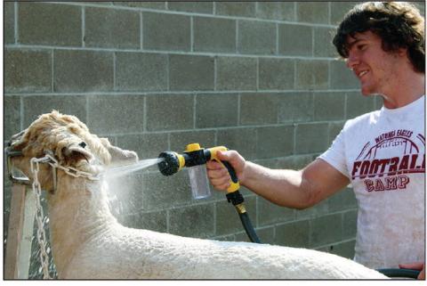 At right: Dayson Cash bathes his sheep before taking it into the show ring at the Blaine County Fair.