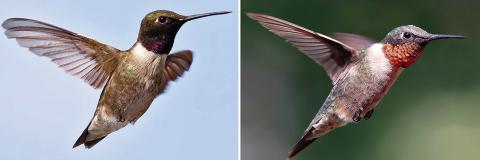 Hummingbird Identification and Feeding Tips