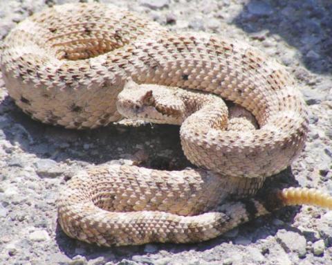 Rattlesnake Roundup Coming this Weekend