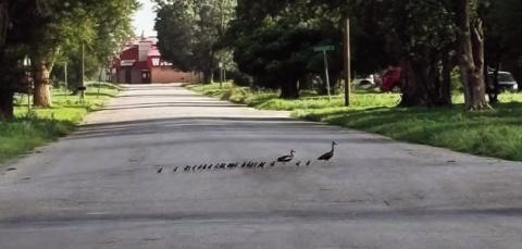 Don’t Tell Us Watonga Doesn’t Have Its Ducks in a Row