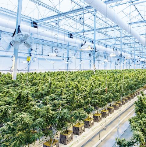 Illegal Grows Busted in Cleveland County
