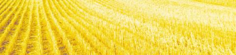 Blaine County Farmers Wrapping Up Successful Wheat Harvest