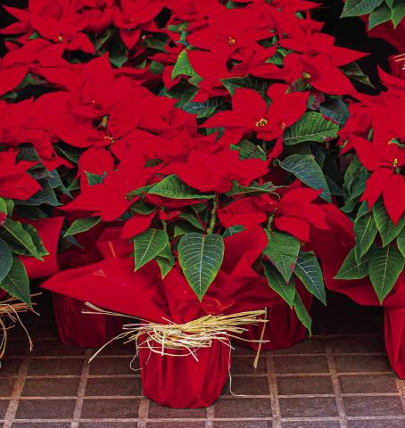 Poinsettias Are a Longtime Holiday Favorite