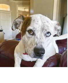 Lady is still missing. Various local Facebook accounts are organizng searches for her.