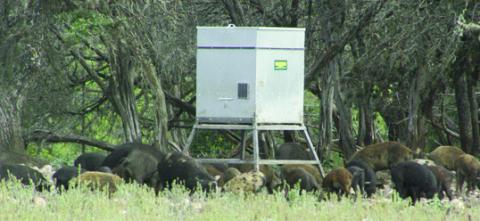 Deever Bill to Hunt Feral Hogs Passes Committee