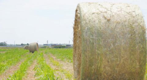 Awareness and Management Key to Mitigating Nitrate Toxicity Problems in Livestock