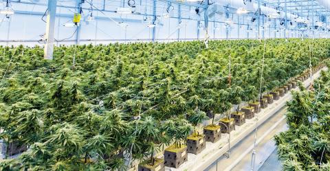 40,000 Illegal Pot Plants Seized in Craig County